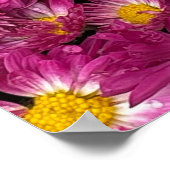 Poster Chrysanthèmes (Coin)