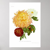 Poster Chrysanthèmes (Devant)