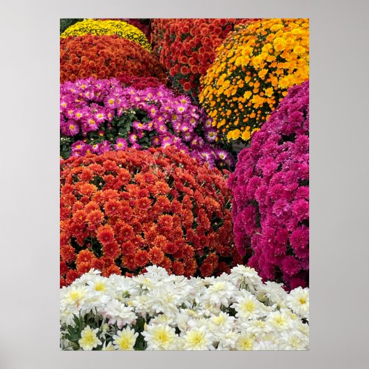 Poster Chrysanthèmes (Devant)
