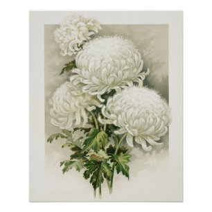 Poster Chrysanthèmes - Elégant Botanique Vintage