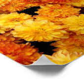 Poster Chrysanthèmes jaunes orange (Coin)