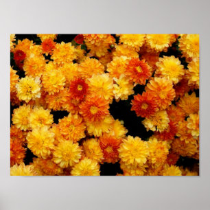 Poster Chrysanthèmes jaunes orange