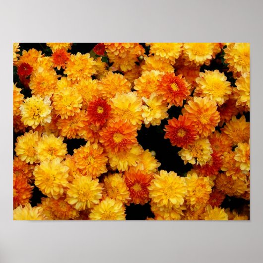 Poster Chrysanthèmes jaunes orange (Devant)