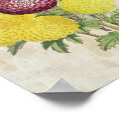 Poster Chrysanthèmes vintages Pompon Botanique (Coin)