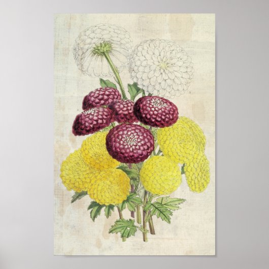 Poster Chrysanthèmes vintages Pompon Botanique (Devant)