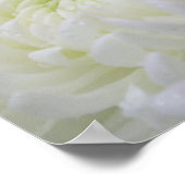 Poster Chrysanthemum (Coin)