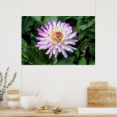 Poster Chrysanthemum, Bute Park, Cardiff, Pays de Galles (Cuisine)