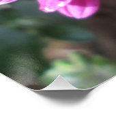Poster Chrysanthemum Fleur rouge foncé (Coin)