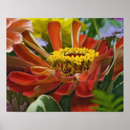Poster Chrysanthemum flower (Devant)
