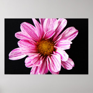 Poster Chrysanthemum Flower wapcn