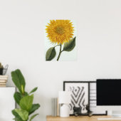 Poster Chrysanthemum Indicum from 'Pythanthoza Iconograph (Bureau à domicile)