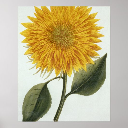 Poster Chrysanthemum Indicum from 'Pythanthoza Iconograph (Devant)