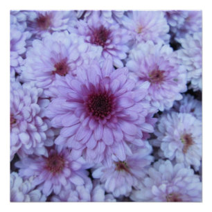 Poster Chrysanthemum Purple blanc