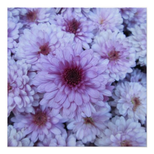 Poster Chrysanthemum Purple blanc (Devant)