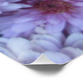 Poster Chrysanthemum Purple blanc (Coin)