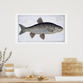 Poster Chub (Cyprinus Jeses) plaque VI de 'Ichthyologie, (Cuisine)