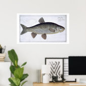 Poster Chub (Cyprinus Jeses) plaque VI de 'Ichthyologie, (Bureau à domicile)