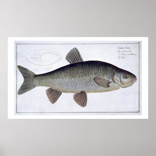 Poster Chub (Cyprinus Jeses) plaque VI de 'Ichthyologie, (Devant)