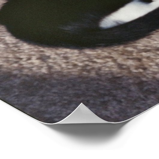 Poster Chuda et Sami (Coin)