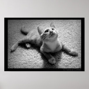 Poster Chugar dans Kittenhood