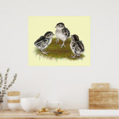 Poster Chukar Partridge Chicks (Cuisine)