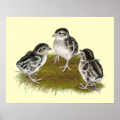 Poster Chukar Partridge Chicks (Devant)