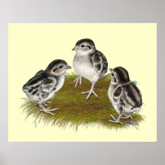 Poster Chukar Partridge Chicks (Devant)
