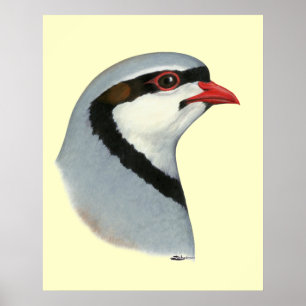 Poster Chukar : tête de perdrix
