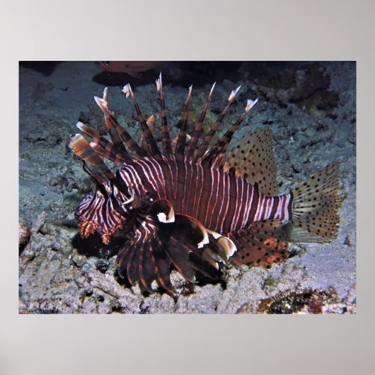 Poster Chuncky Lionfish (Devant)