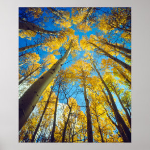 Poster Chute d'Aspen trees 2
