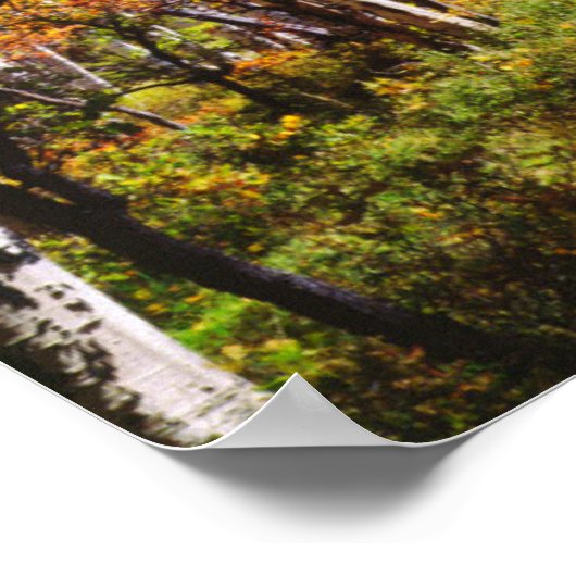 Poster Chute d'Aspen trees 5 (Coin)