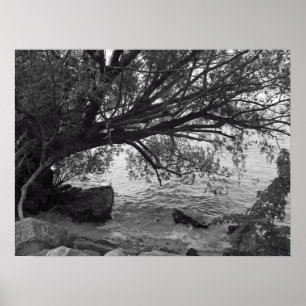 Poster Chute de Tree over Water