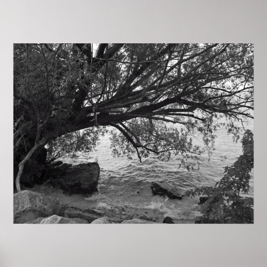 Poster Chute de Tree over Water (Devant)