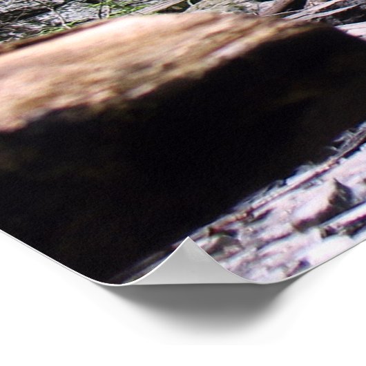 Poster Chutes Bushkill (Coin)