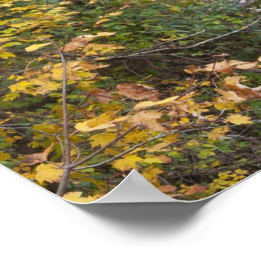 Poster Chutes de Bald River (Coin)