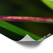 Poster Chutes de pluie dans l'herbe (Coin)