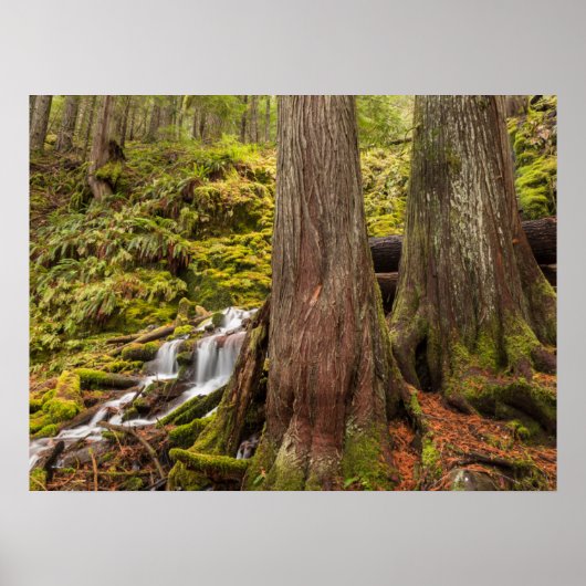 Poster Chutes de White Branch, Cascades de l'Oregon, Oreg (Devant)