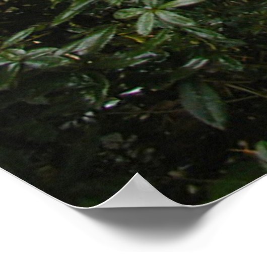 Poster Chutes Multnomah (Coin)