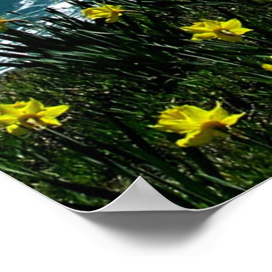 Poster Chutes Niagara (Coin)