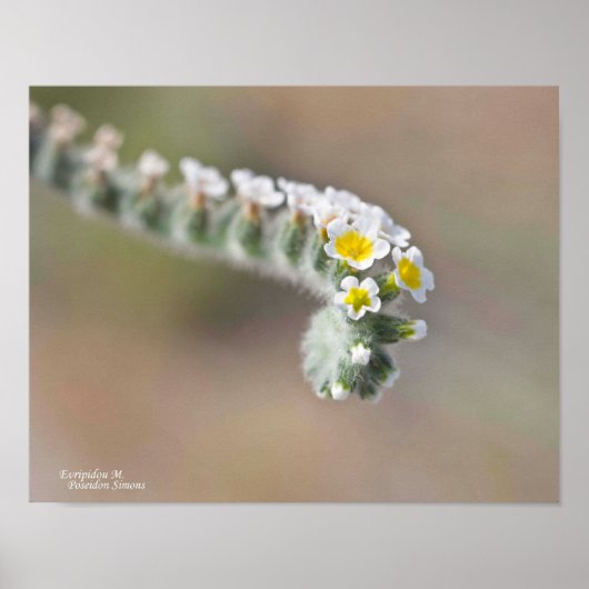 Poster Chypre fleur bouclés jaune blanc vert brun (Devant)