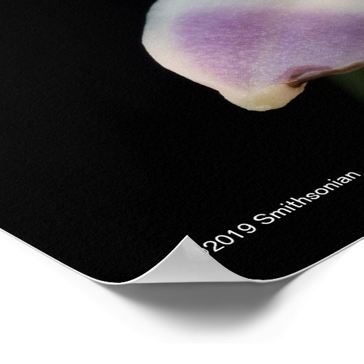 Poster Chysis Violacea (Coin)