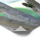 Poster Cicada (Coin)