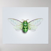 Poster Cicada (Devant)