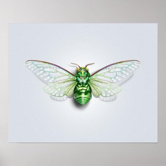 Poster Cicada (Devant)