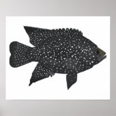 Poster Cichlid de diamant noir (Devant)