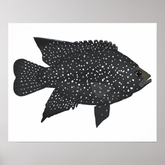 Poster Cichlid de diamant noir (Devant)