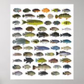 Poster Cichlid Group (Voorkant)