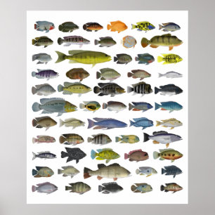 Poster Cichlid Group