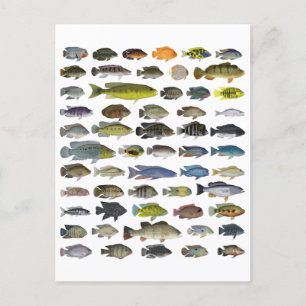 Poster Cichlid Group Briefkaart