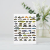 Poster Cichlid Group Briefkaart (Staand voorkant)